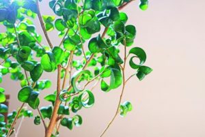 観葉植物の写真